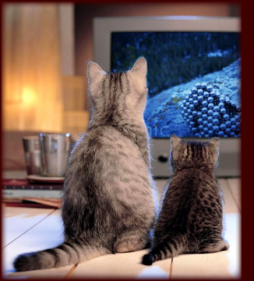 omg cats are so cute